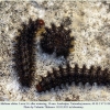 melitaea abbas turanchay larva4 after4
